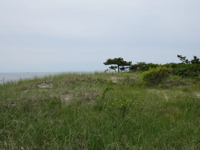 Liz Green, Cape Cod Real Estate work photo