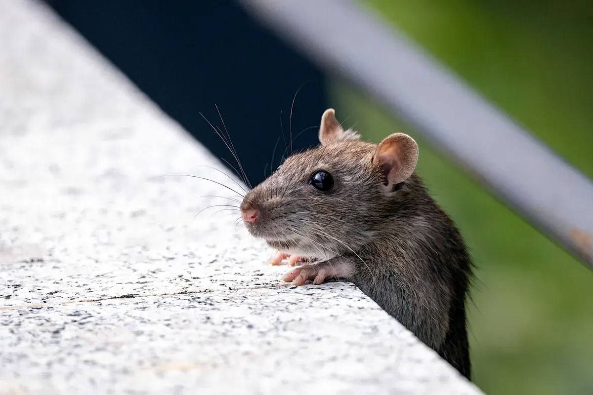 A house mouse peeking over a concrete ledge outdoors near a Cambridge property