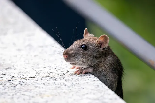 A house mouse peeking over a concrete ledge outdoors near a Cambridge property