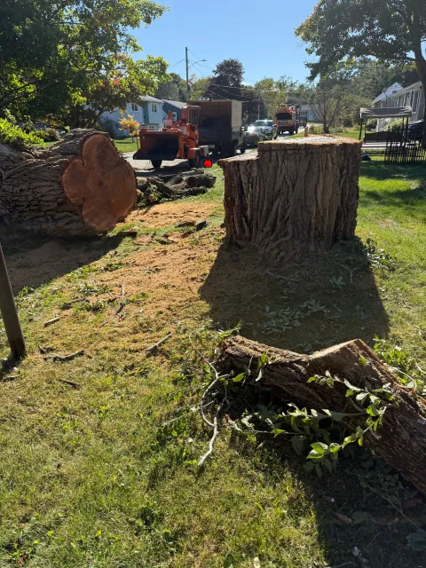 work photo from saldanatreeserviceslandscaping.com