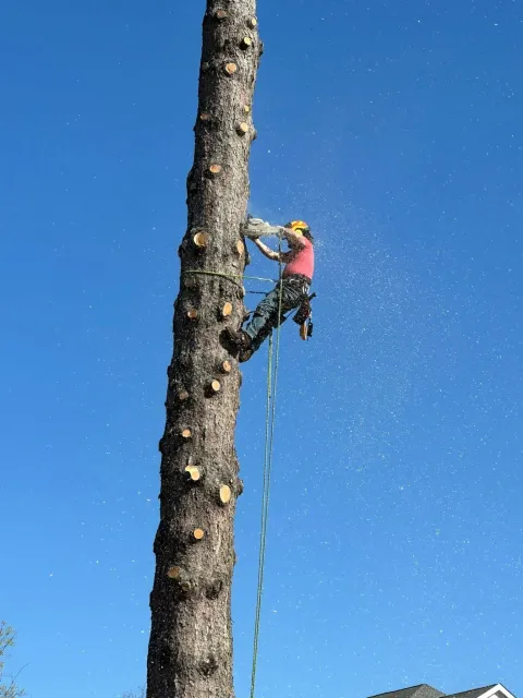 A person wearing safety gear and a helmet climbing a tall tree with a chainsaw, using a safety harness, against a blue sky with some clouds and a house roof at the bottom right corner.