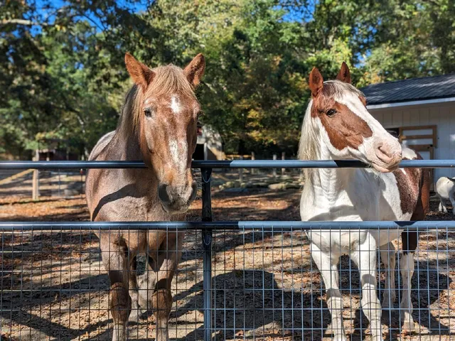 Two horses standing behind a fence, Rhode Island.