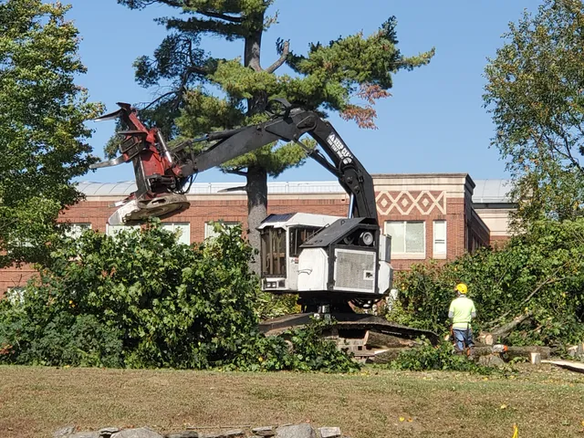 Davis Tree & Logging, LLC work photo