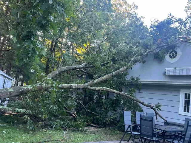 Emergency Tree Removal