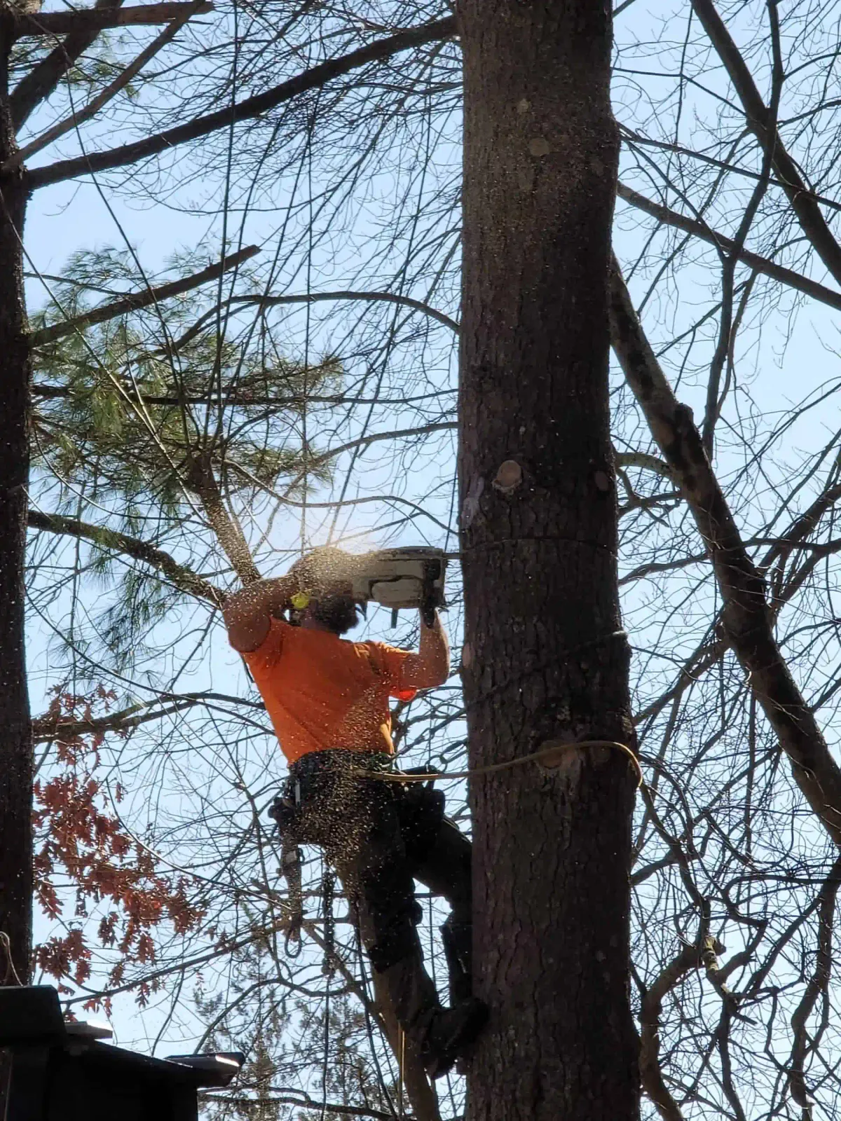 work photo from brtreeservicema.com