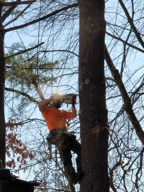 work photo from brtreeservicema.com