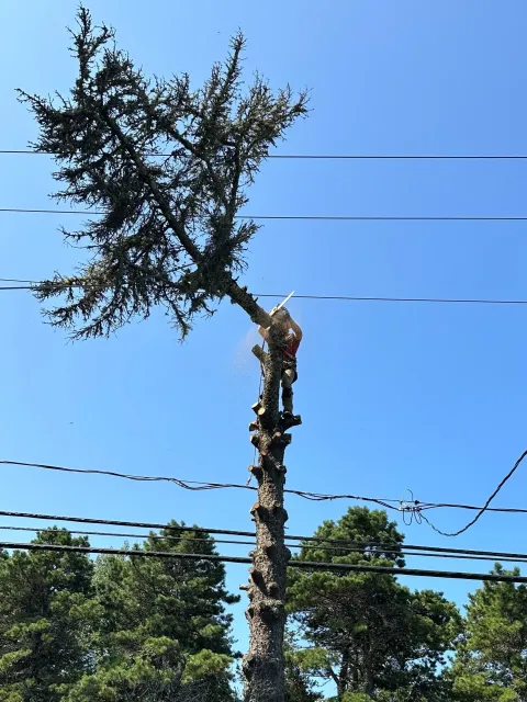 Cape Cod tree services, tree care Cape Cod, tree maintenance Cape Cod, tree removal and trimming Cape Cod, stump grinding Cape Cod, brush mowing Cape Cod, storm clean up Cape Cod, professional tree services Cape Cod, expert tree care Cape Cod, afford