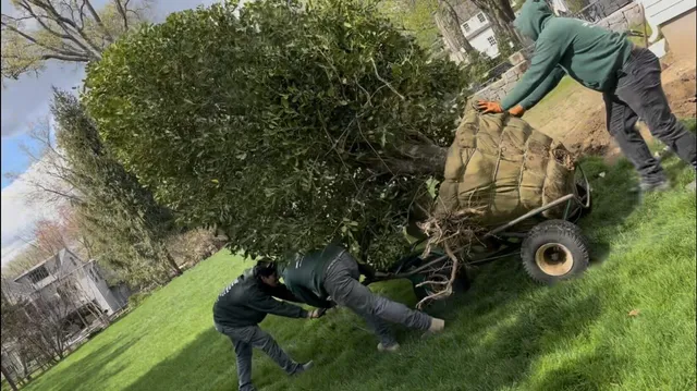 Crew transplanting a large holly tree