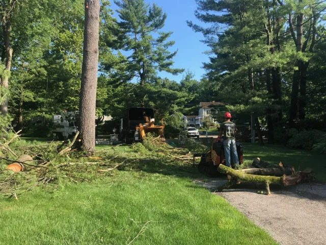Sandoval Tree Service work photo