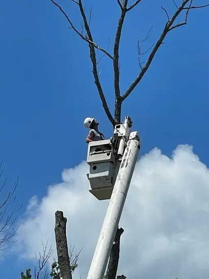 work photo from 12treecompany.com