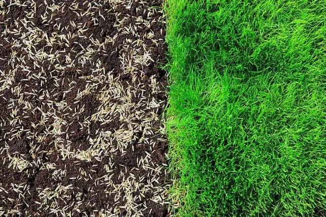 Fresh grass seed spread on soil next to established lawn for overseeding service in Connecticut
