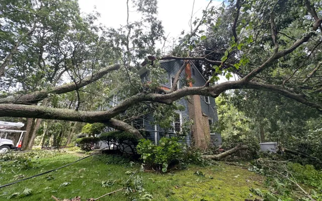 cheshire ct tree service