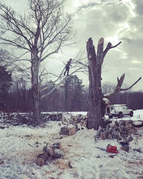 work photo from dirigotreeservice.com