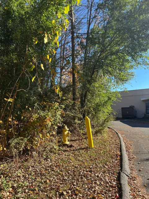Leafy shrubs beside a curb, with two yellow bollards and a building in the background under a blue sky.