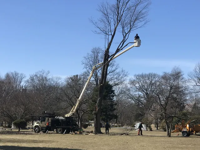 Long Hill - SavATree work photo