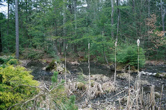 work photo from donovantree.com