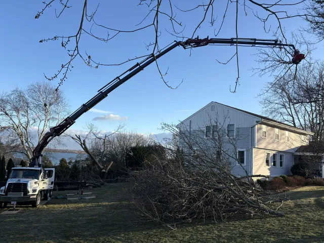 A tree service truck extends its long crane arm toward a tree canopy in a residential yard near a house.