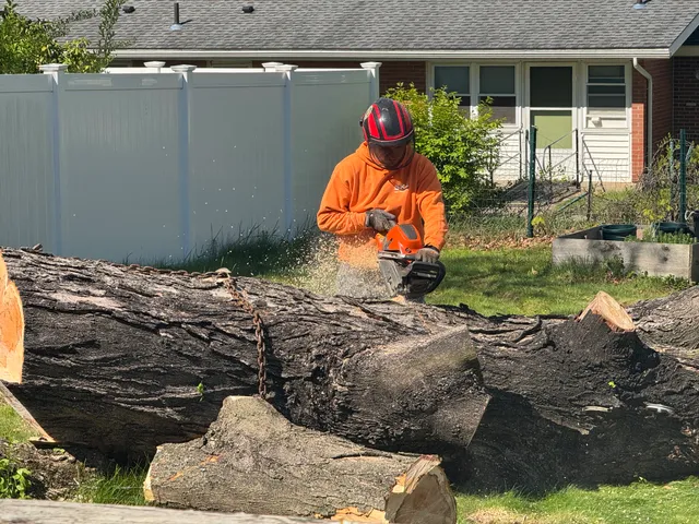 SKJ Tree Removal work photo