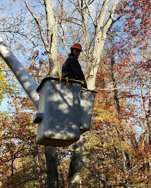 work photo from rttreeremoval.com