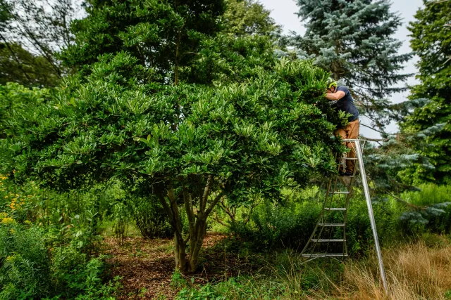 fine tree care arborists in north shore mass - heirloom tree & shrub care