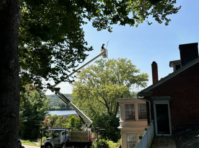 work photo from thetreeco.co