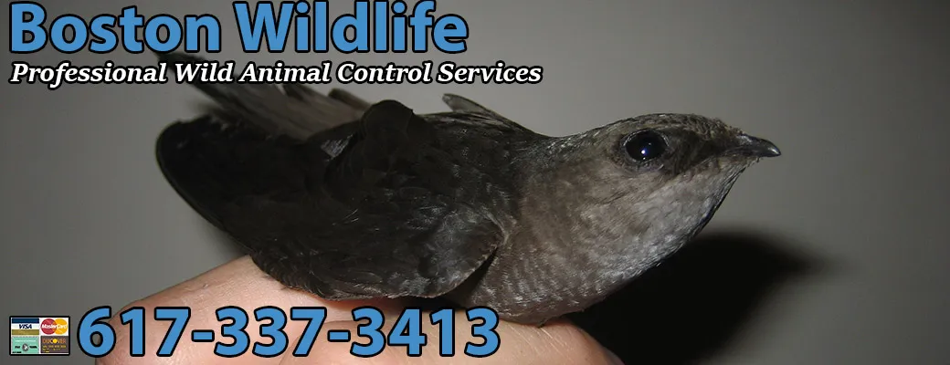 work photo from bostonwildlifeexterminator.com