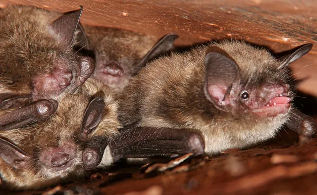 work photo from aurorawildliferemoval.com