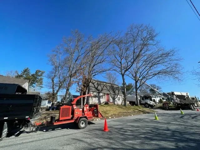 tree maintenance service