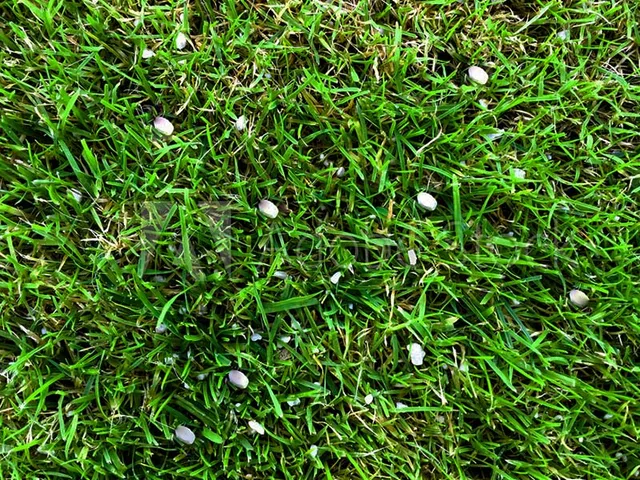 work photo from greatcarelawnservice.com