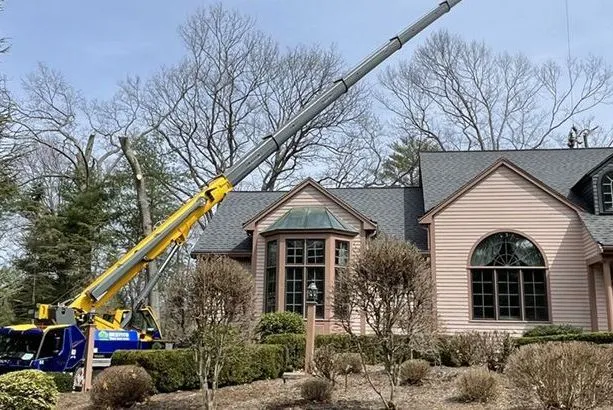 work photo from destitotreeservices.com