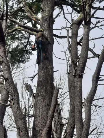work photo from northwoodtreecarenh.com