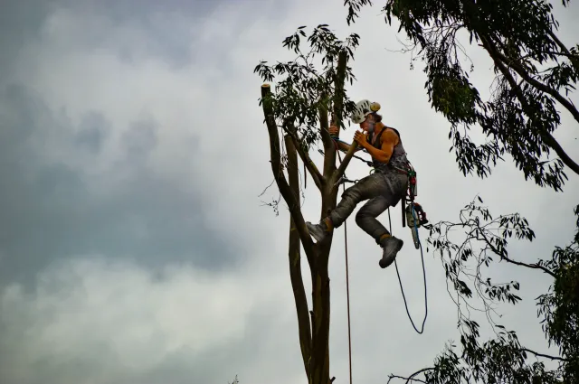 Treetops Llc work photo
