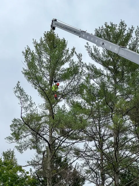 Tree trimming workers with a bucket truck cutting branches from a tall pine tree on overcast day. Tree Service Maine, Learned Tree Service