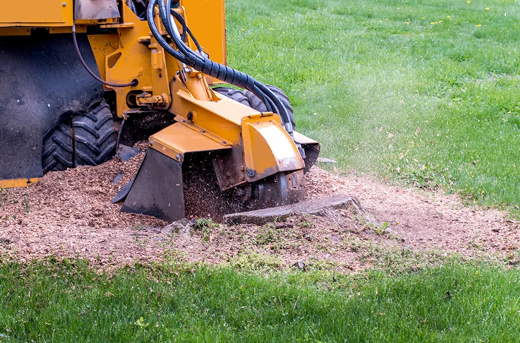 Top-Rated Stump Grinding In Ashland, MA