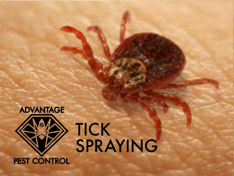 work photo from advantagepestcontrolinc.com