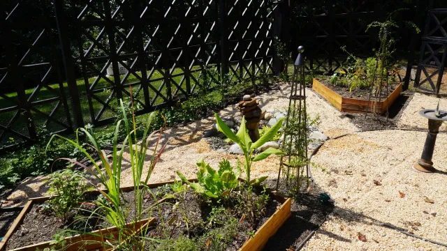 Raised beds in full summer growth