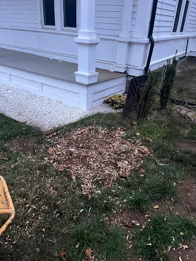 Daily Grind stump removal work photo
