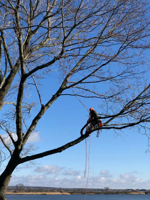 Tree worker cutting branches while climbing a large leafless tree against a clear blue sky.