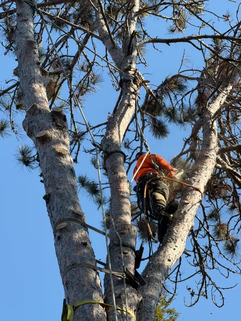 Apex Tree Service work photo