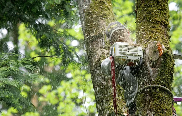 Mclellan Tree Service Inc. Tree Expert