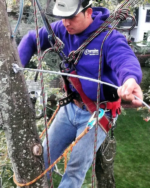 work photo from superiorarborcare.com