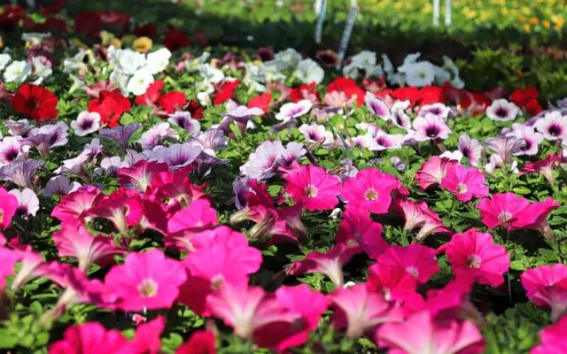 Greenhouse Flowering Annuals