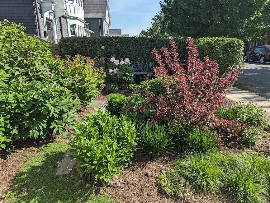 Public facing urban garden that replaced a front lawn filled with various perennial flowers and shrubs like Weigela, allium, bunny grass, peony, spirea, Lilacs with a sitting bench in the background
