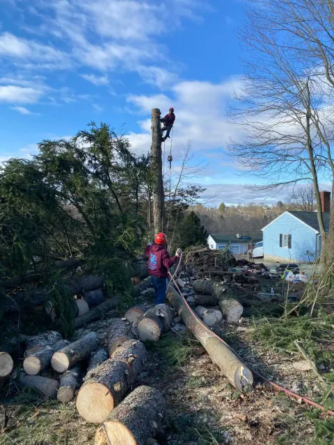 work photo from emltreeservices.com