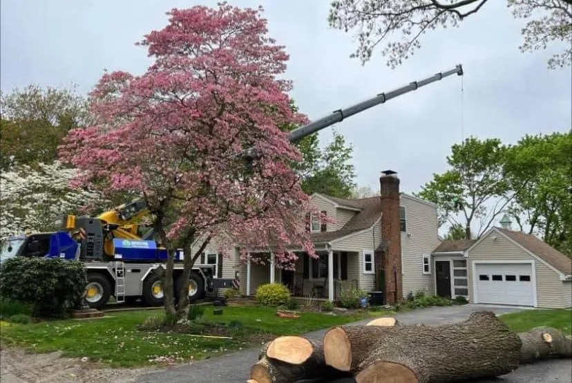 work photo from destitotreeservices.com