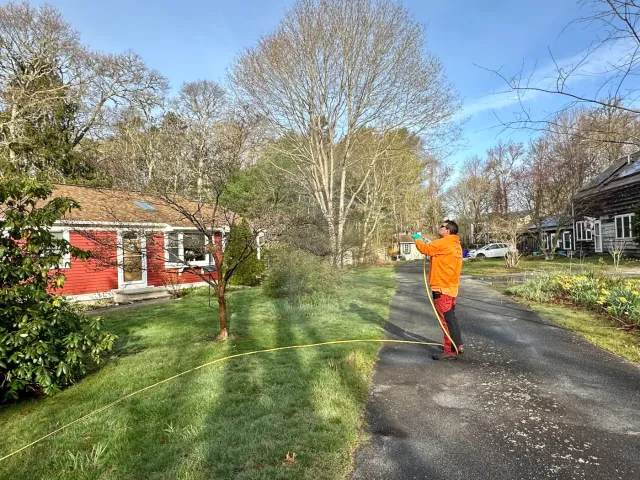 work photo from geddisarborists.com