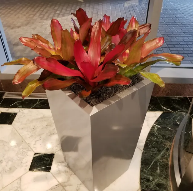 The Plant Man work photo