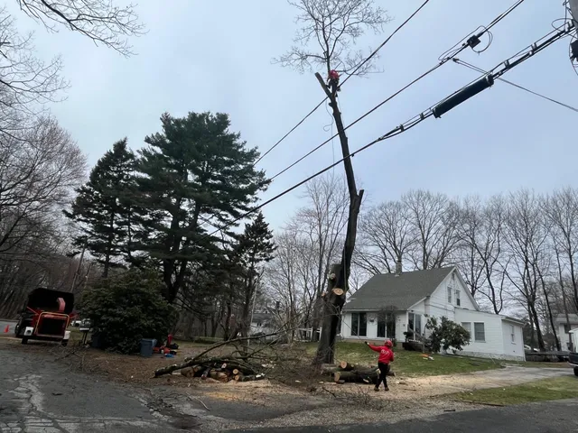 SID Professional Tree Service LLC work photo
