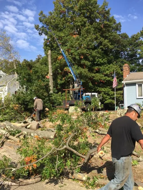 Log Dogs Tree Service work photo