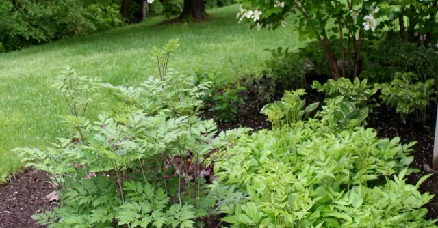 KATHLEEN M CALDARA LANDSCAPE DESIGN researched project photo